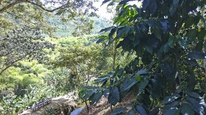 Chalet El Turín - Sendero